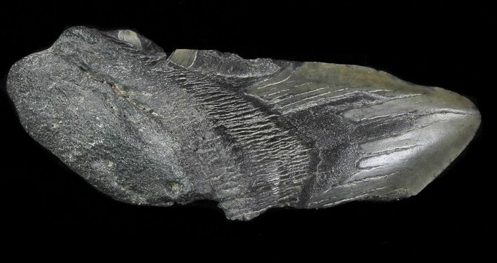 Partial Fossil Megalodon Tooth #88651